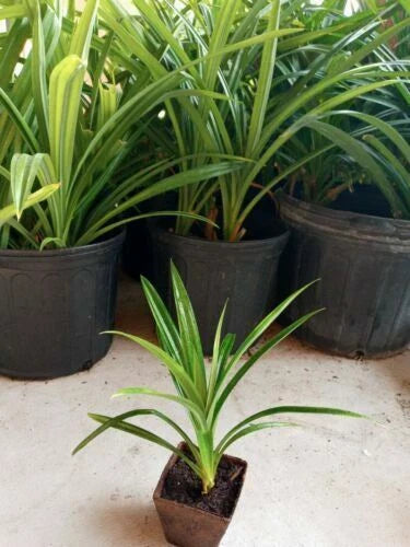 MOTHER + BABIES Pandan Plants - Rooted, Fragrant Variety - Pandanus amaryllifolius, Lá Dứa