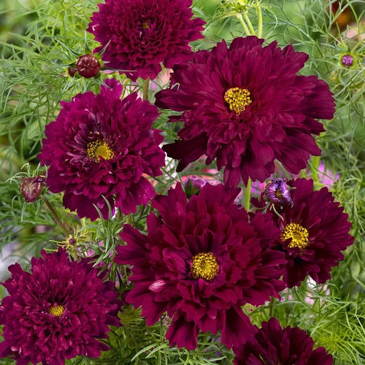 Double Click Cranberries Cosmos - 200+ Seeds - Colorful Flower Seeds for Garden - Cosmos bipinnatus