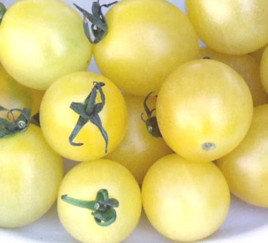 40 Seeds - Snow White Cherry Tomato - Solanum lycopersicum - GroCo USA - Buy Any 15 Ships Free