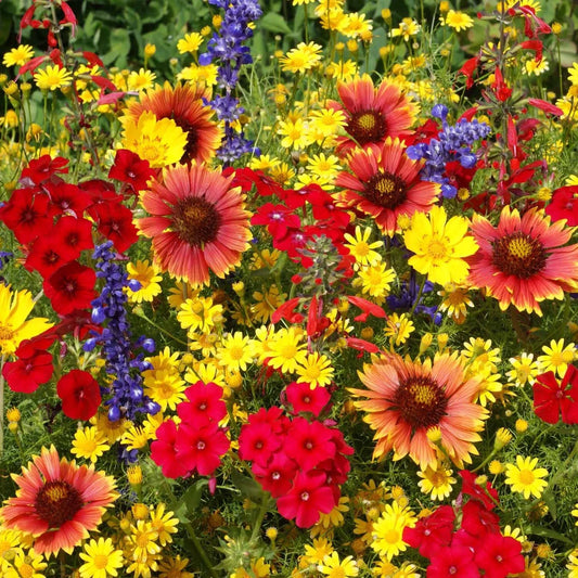 Wildflower Seed Mix, 14 Species, Texas Oklahoma Native Flowers, Easy Grow, Non-GMO, Pollinator Friendly