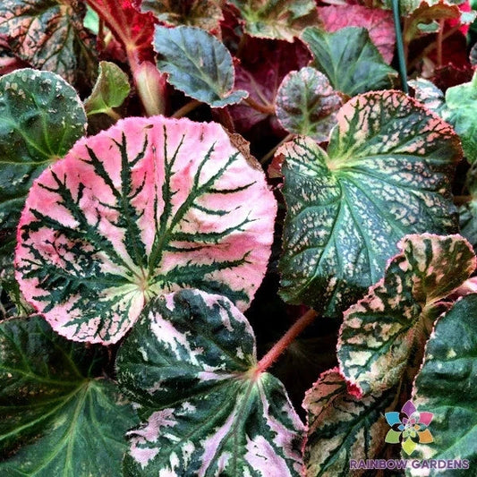 Midnight Sun Begonia 25 Seeds - for Garden Planting - USA - Free Shipping - (Begonia x tuberhybrida)