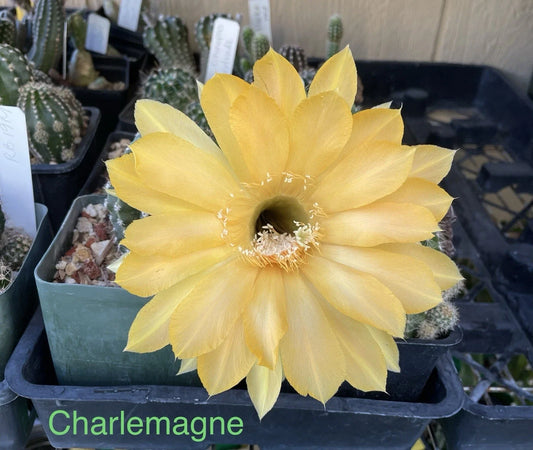 Echinopsis Schick Hybrids Cactus Plant - Rooted Succulent Variety - Charlemagne Echinopsis