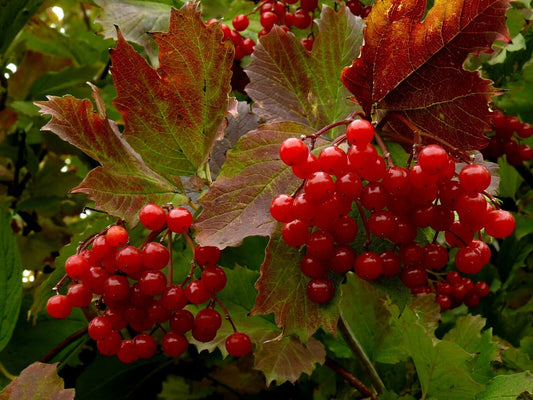 Highbush Cranberry Seeds - 40+ High Yield Seeds - Viburnum Trilobum - Free US Shipping