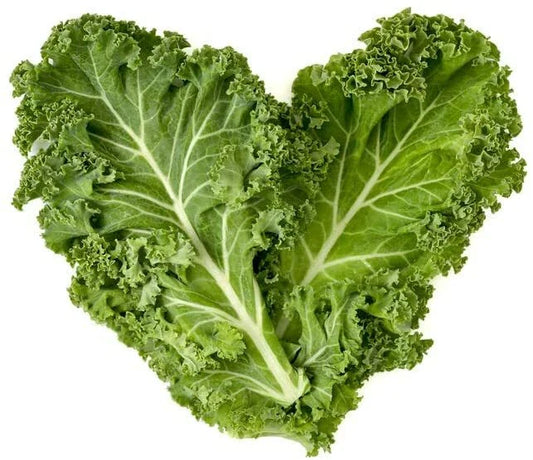 Dwarf Blue Curled Kale Seeds | 300+ Non-GMO Heirloom Seeds | Brassica oleracea var. sabellica