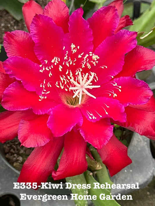 Rooted Epiphyllum Orchid Cactus Plant 4" Starter Pot “Kiwi Dress Rehearsal” - Exotic Houseplant for Indoor Decor
