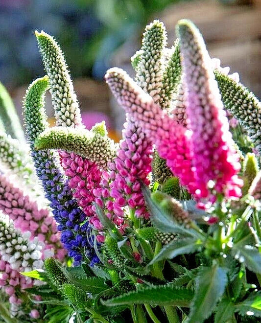 Veronica Llongifolia Seeds, 162 Count, Blue & Pink Long Leaf Speedwell, Perennial Flower Seeds