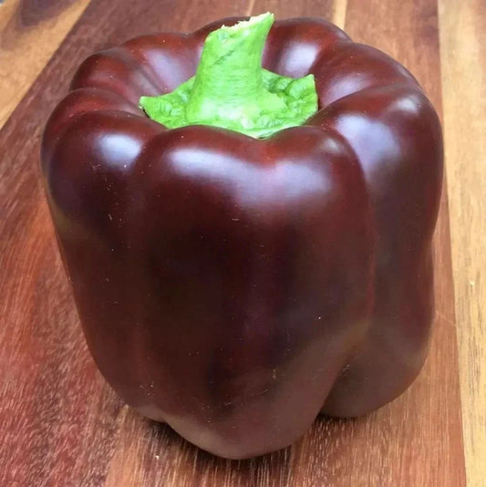 Chocolate Bell Pepper Seeds - 25+ Heirloom Organic Non-GMO Sweet Variety - Ideal for Home Gardens
