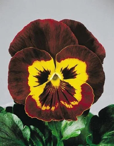 Pansy Seeds - 50 Count Joker Mahogany Gold - Viola x wittrockiana