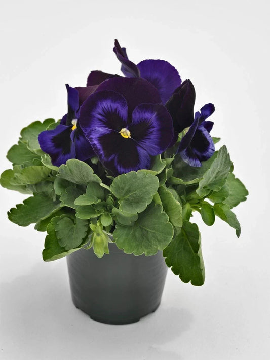 Pansy Seeds - 50 Count - Inspire Plus Blue Velvet - Viola tricolor var. hortensis