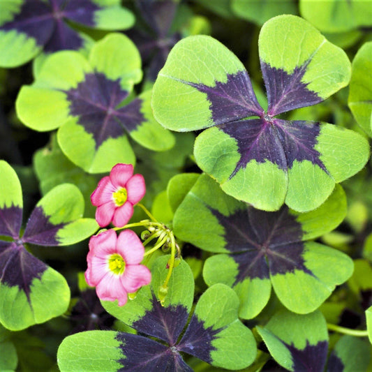 Shamrock Iron Cross Bulbs - Four Leaf Clover - Hardy for Zones 7-10 - Houseplant - Oxalis triangularis