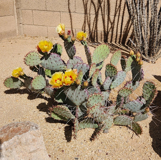 Live Cactus Cutting Pad - Opuntia Macrocentra Black Spine Prickly Pear - Succulent Plant for Home Garden Decor