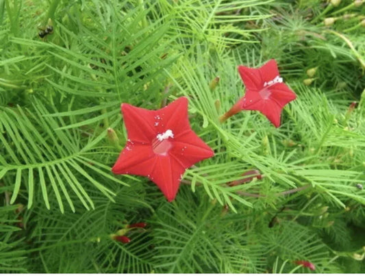 Red Velvet Cypress Vine Seeds - 50 Pack, Ipomoea Quamoclit Toc Tien, Hummingbird Attractant, Climbing Vine, Flower Seeds