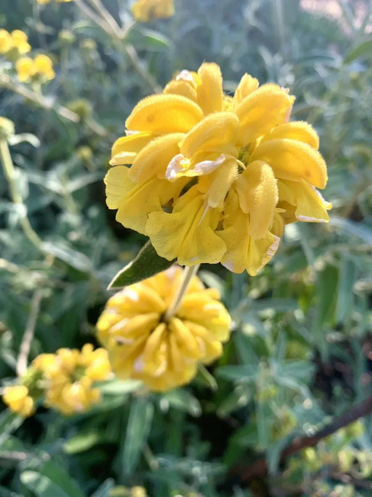 Shrubby Jerusalem Sage Seeds - 50 Pack - Phlomis fruticosa - 2024 Harvest - USA Grown