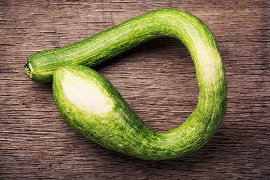 Tromboncino Squash Seeds - 25+ Heirloom Seeds for Garden Planting - Cucurbita moschata - USA