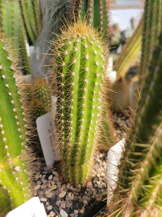 Pilosocereus aff. diersianus Cactus - Succulent Plant - Unique Variety - GO 271