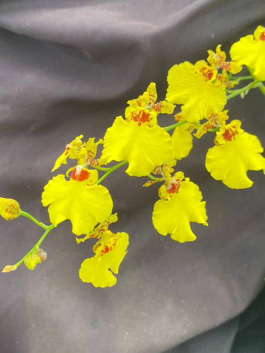 Dancing Lady Orchid Plant in 2.5" Pot, Oncidesa Gower Ramsey, Vibrant Blooms, Easy Care Indoor Plant