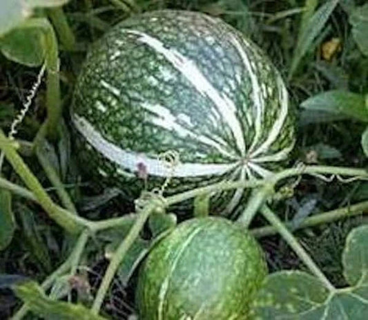 Shark Fin Melon Squash Seeds - Treated Gom bo Cucurbita ficifolia - Non-GMO Vegetable Seeds for Gardening