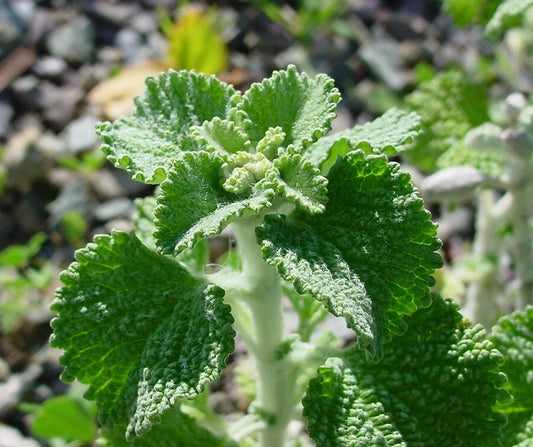 White Horehound Herb Seeds - 500 Count - Marrubium vulgare - Medicinal Herb for Tea and Culinary Use