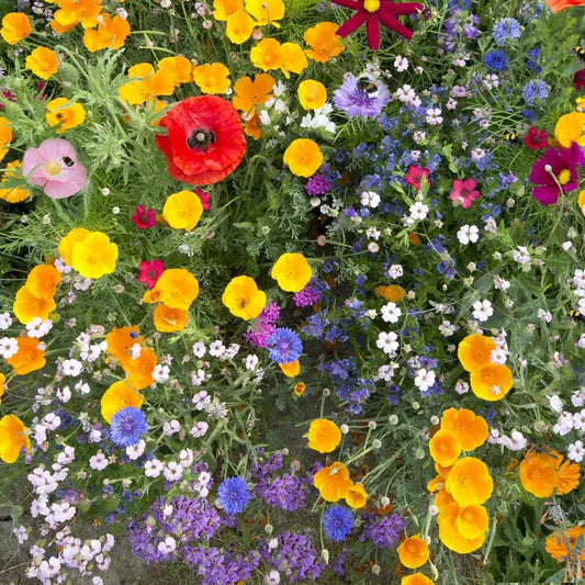 Deer Resistant Wildflower Mix Seeds 200+ Colorful Coneflower Mix - USA Grown, Easy to Plant - Great for Pollinators