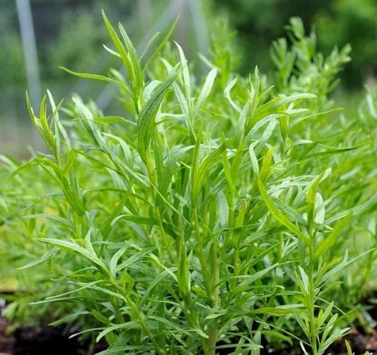 Russian Tarragon Herb Seeds, NON-GMO, Dragon Wort, Multiple Size Options
