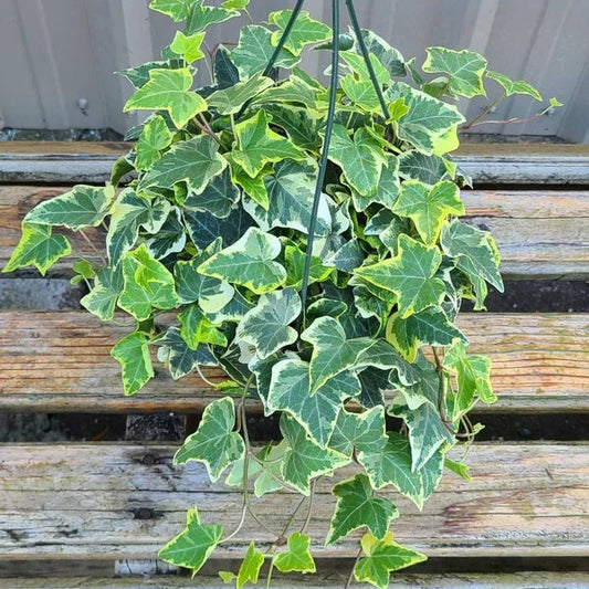English Ivy Plant 6+ Inches Gold Child Variegated Hedera helix 'Gold Child' Live Starter Indoor Outdoor Decor