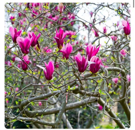 Tinkerbelle Magnolia Hybrid Tree - Fragrant Blooms - 1 Gallon Pot - Magnolia x loebneri