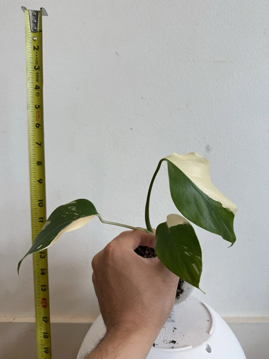 Rooted Variegated Monstera Albo Borsigiana Plant - Rare Tropical Houseplant, Monstera Deliciosa Albo