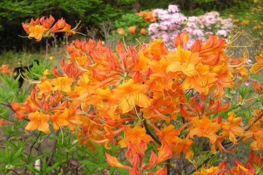 Aromi Azalea Starter Plant - Tipsy Tangerine Deciduous - Rhododendron - Dormant Small Plant