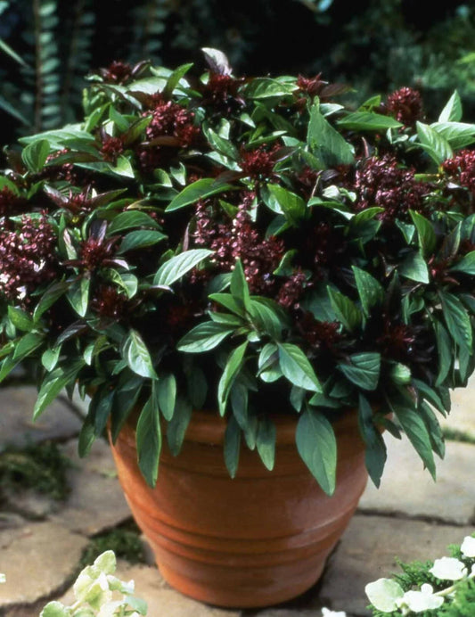 Basil Seeds 500 Count Siam Queen Thai Culinary Herb Non-GMO - Ocimum basilicum
