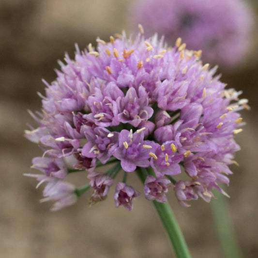 Allium Blue Eddy Ornamental Onion Plant - 5.25 Inch Pot - Perennial - Sun-Loving Perennial (Allium caeruleum)