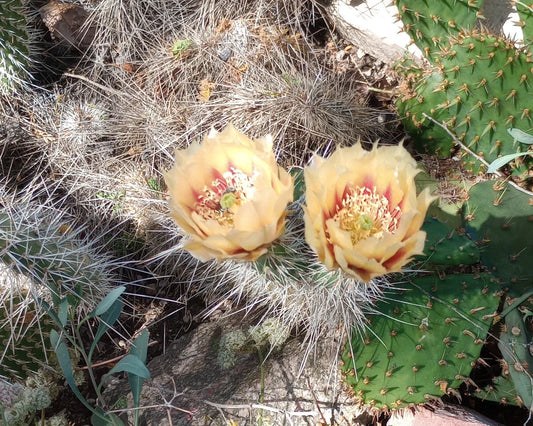 Cold Hardy Cactus 1 Pad Opuntia erinacea with Yellow Orange Flowers