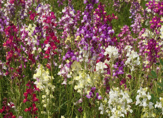 Northern Lights Snapdragon Seeds Mix, Multi Color Blooms, Pollinator Friendly, Antirrhinum majus