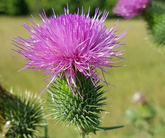 Scottish Thistle Seeds - 200+ Pack for Garden Planting - Cirsium vulgare - USA Grown, Free Shipping