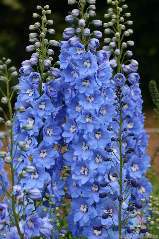 Delphinium Seeds - 200+ Pack - Sunny Skies Variety - Delphinium elatum - Garden Planting - USA