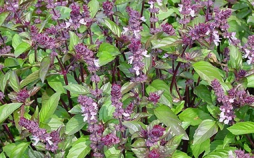 Cinnamon Basil Seeds - Culinary & Medicinal Herb - Aromatic Flavor for Beverages - Ocimum basilicum