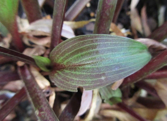 Hosta Plant in 5.25" Pot - Wisconsin Red Perennial for Shade - Well Rooted (Hosta 'Wisconsin Red')