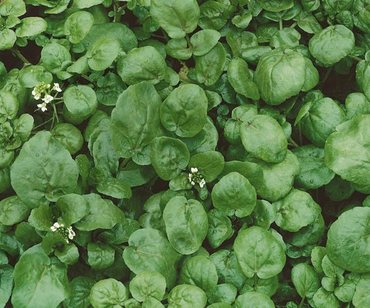 True Watercress Seeds 1000++ NON-GMO Heirloom Nasturtium officinale USA