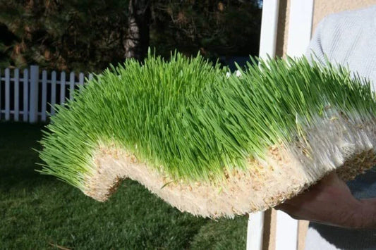 Complete Chicken Wheat Grass Fodder Grow Kit, 10x20 Grow Container, (3X) Jute, Ideal for Poultry Nutrition, Triticum aestivum
