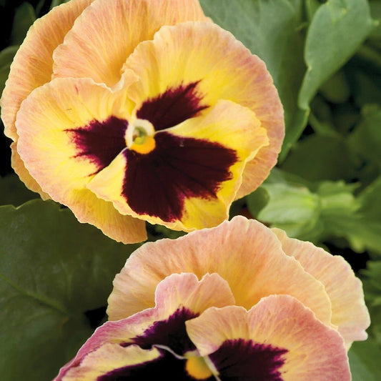 Pansy Seeds - 50 Count Majestic Giant Blotch Sherry - Viola wittrockiana