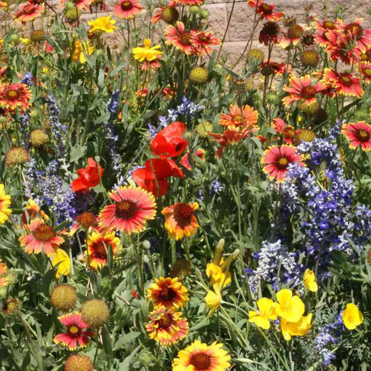 Dryland Wildflower Mix Seeds - 200+ Perennial & Annual - 21 Species - Native to USA - Eco-Friendly Gardening