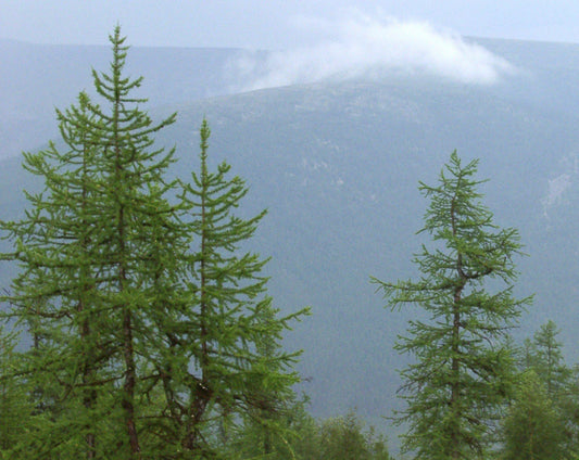 Siberian Larch Seeds - 40 Seeds - Larix sibirica - Hardy Conifer for Landscaping and Reforestation