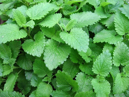 Lemon Balm Seeds, Non-GMO, Melissa Officinalis, Sweet Balm, Various Sizes, Herbal Garden Planting