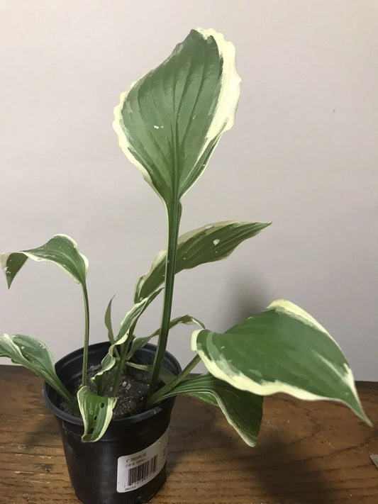 Hostas Starter Plants 4" Pot Well Rooted Live Plant - Hosta spp.