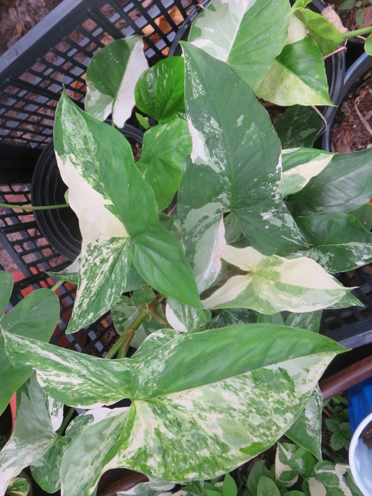 Variegated Syngonium Cutting - Albo Podophyllum - Houseplant, Indoor Plant, Tropical Foliage