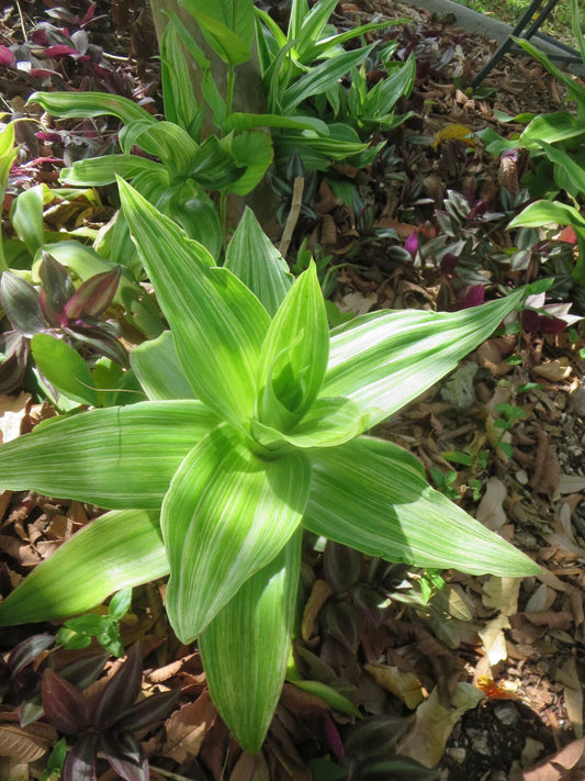 Variegated Callisia fragrans Medicinal Basket Plant with 2 Pups - Unique Indoor Houseplant for Home Decor
