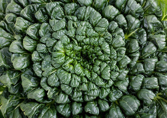 Tatsoi Seeds 200-4000 Pack Green Asian Mustard Spinach Brassica rapa subsp. nipposinica High Vitamin Culinary Herb