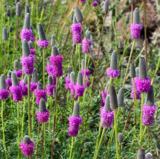 Purple Prairie Clover Seeds - Native Wildflower, Perennial, USA, Free Shipping - Dalea purpurea