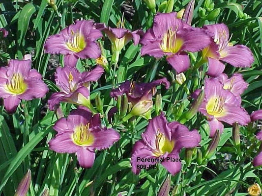 Daylily Plant Clump - 3 Bright Purple LITTLE GRAPETTE REBLOOMS - Hemerocallis