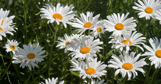 Roman Chamomile Seeds - 1000+ Medicinal Herb, Fragrant Groundcover, Perennial - Chamaemelum nobile