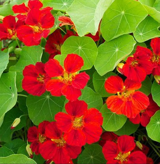 Nasturtium Seeds - Indian Chief Climbing Vine - Fragrant, Non-GMO - 20 Pack - Perfect for Hummingbirds